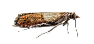 Carpet Cloth Moth